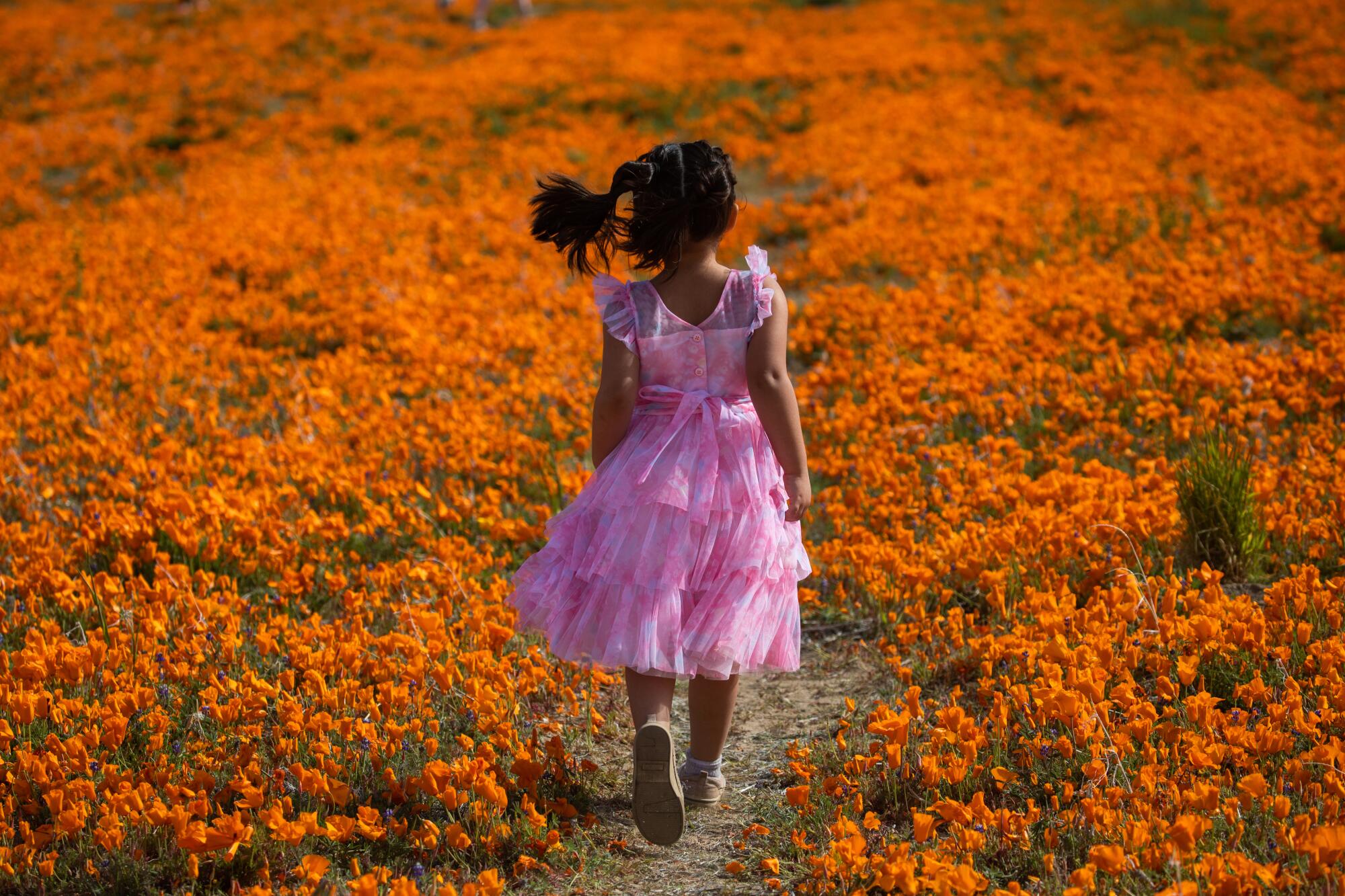 A girl, wearing a pink dress and pigtails, walks on a trail in a field of bright, orange flowers.