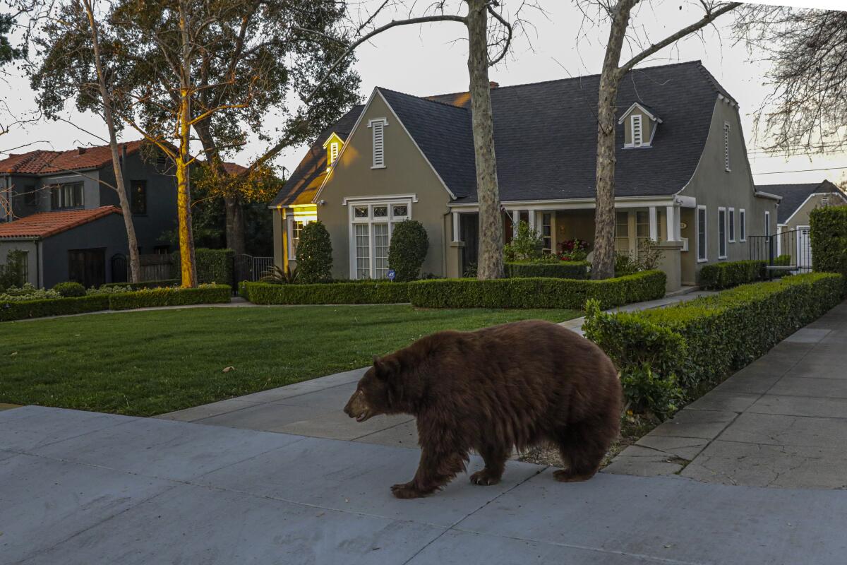 A bear walks on the sidewalk near a home.
