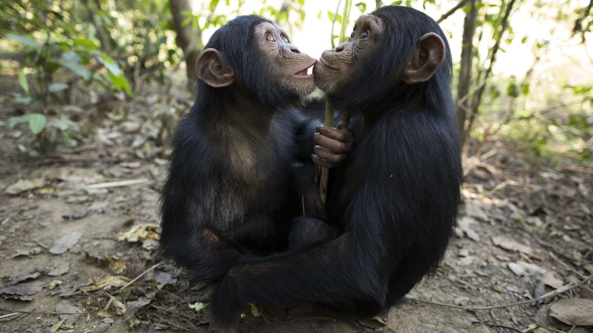 Among primates, humans are unique in how they have evolved their social behavior and kindness toward others. Researchers came to this conclusion after observing the behavior of chimpanzees.