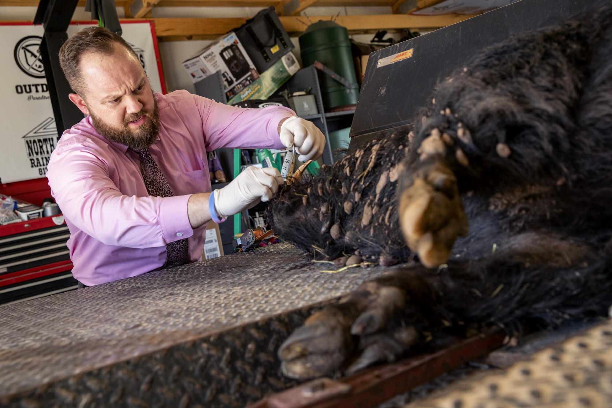 Trey Hawkins measures a hog's cutter, or tusk, measuring 4 7/8 inches.