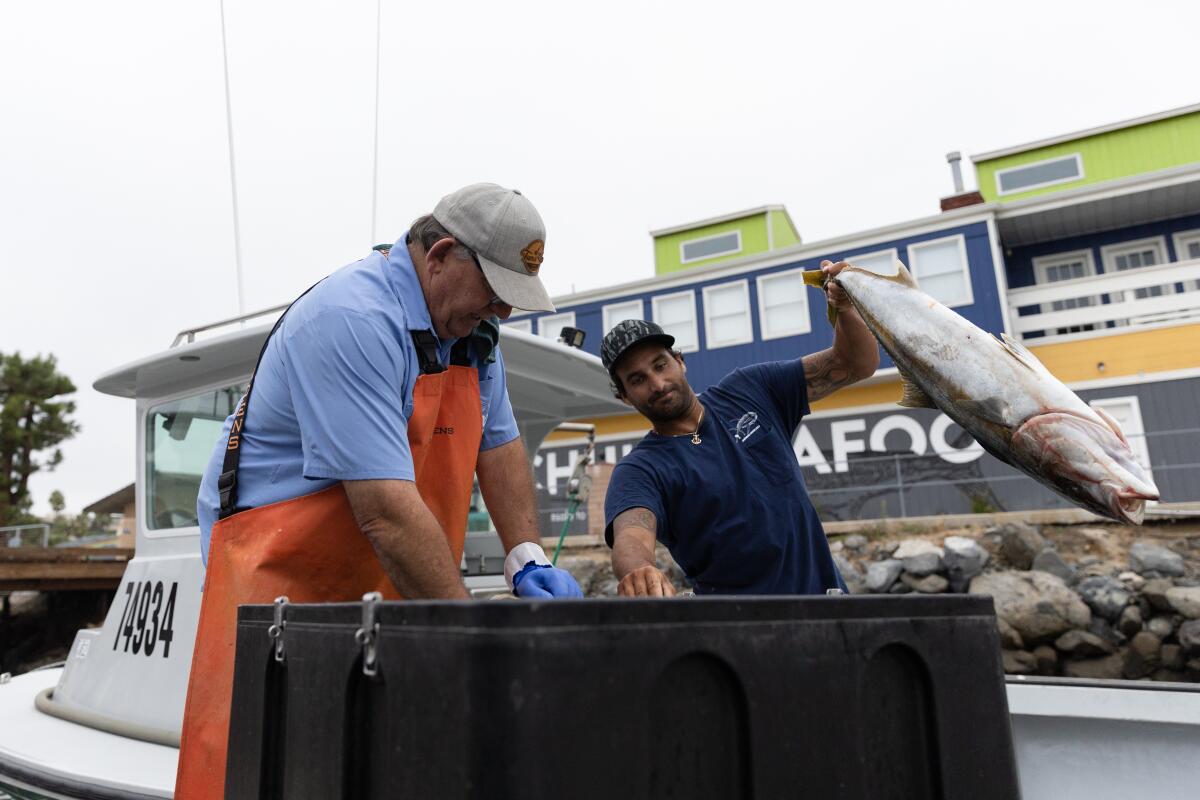 A fisherman lifts a California yellowtail fish into a bin for Tommy Gomes at Driscoll’s Wharf.