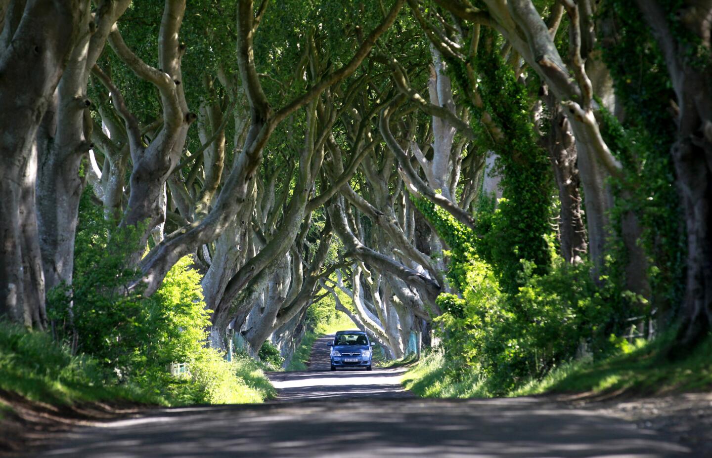 In Westeros, Kingsroad is the longest and grandest highway; in real life, it's the famous Dark Hedges in Northern Ireland.