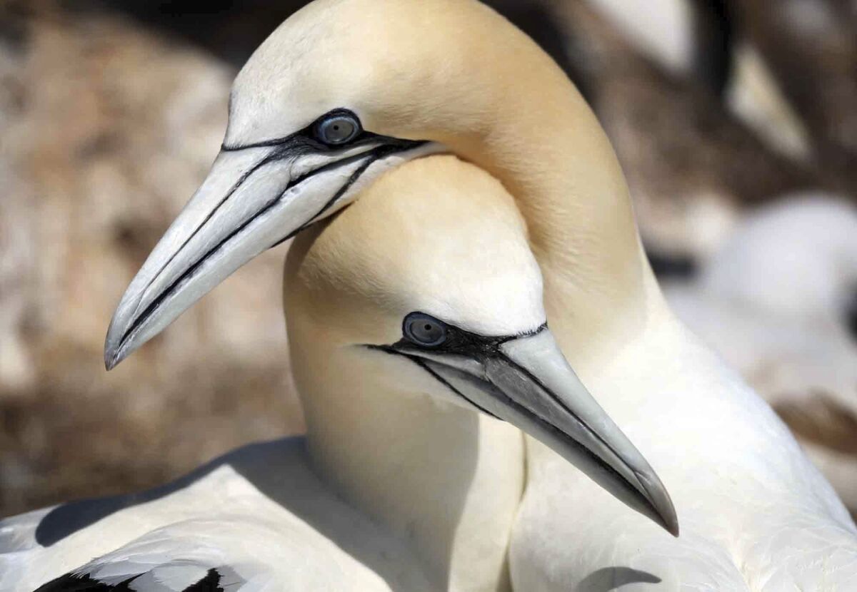 FILE - A mating pair of northern gannets nuzzle on Bonaventure Island off the Gaspe Peninsula, July 31, 2017, in Quebec, Canada. The warming of the planet is taking a deadly toll on seabirds that are suffering population declines because of lack of fish to eat, inability to reproduce, heat waves and extreme weather. (AP Photo/Robert F. Bukaty, File)