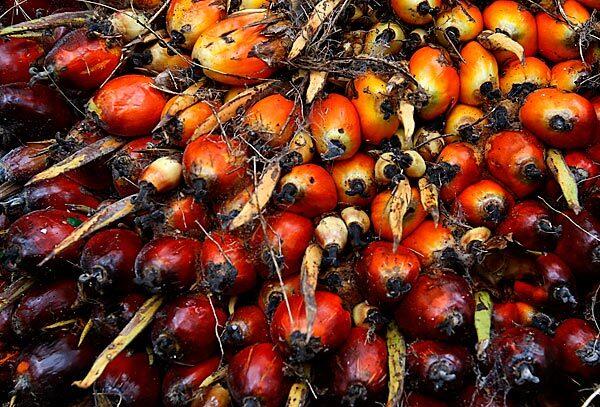 Indonesia's palm harvest
