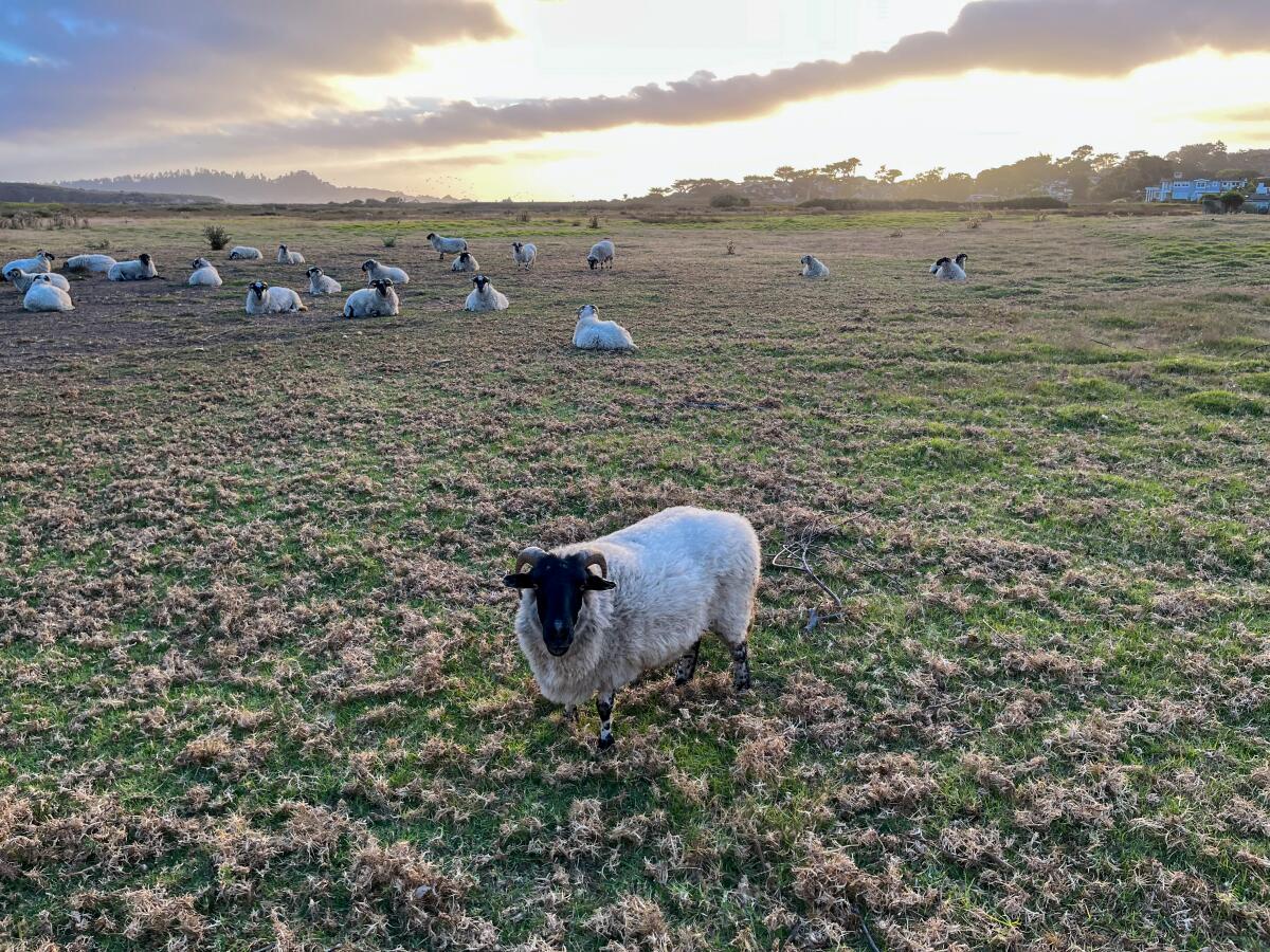 Mission Ranch, in Carmel, includes a sheep pasture and beautiful sunset views.