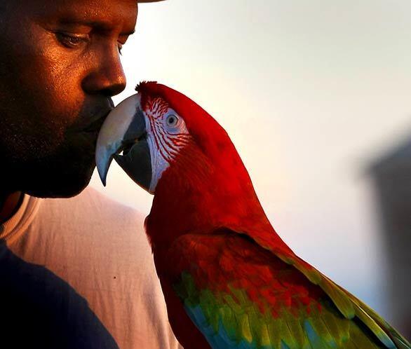 Robert Turley of Laguna Niguel gets a kiss from "Ruby", his green wing macaw at Laguna Beach's Main Beach.