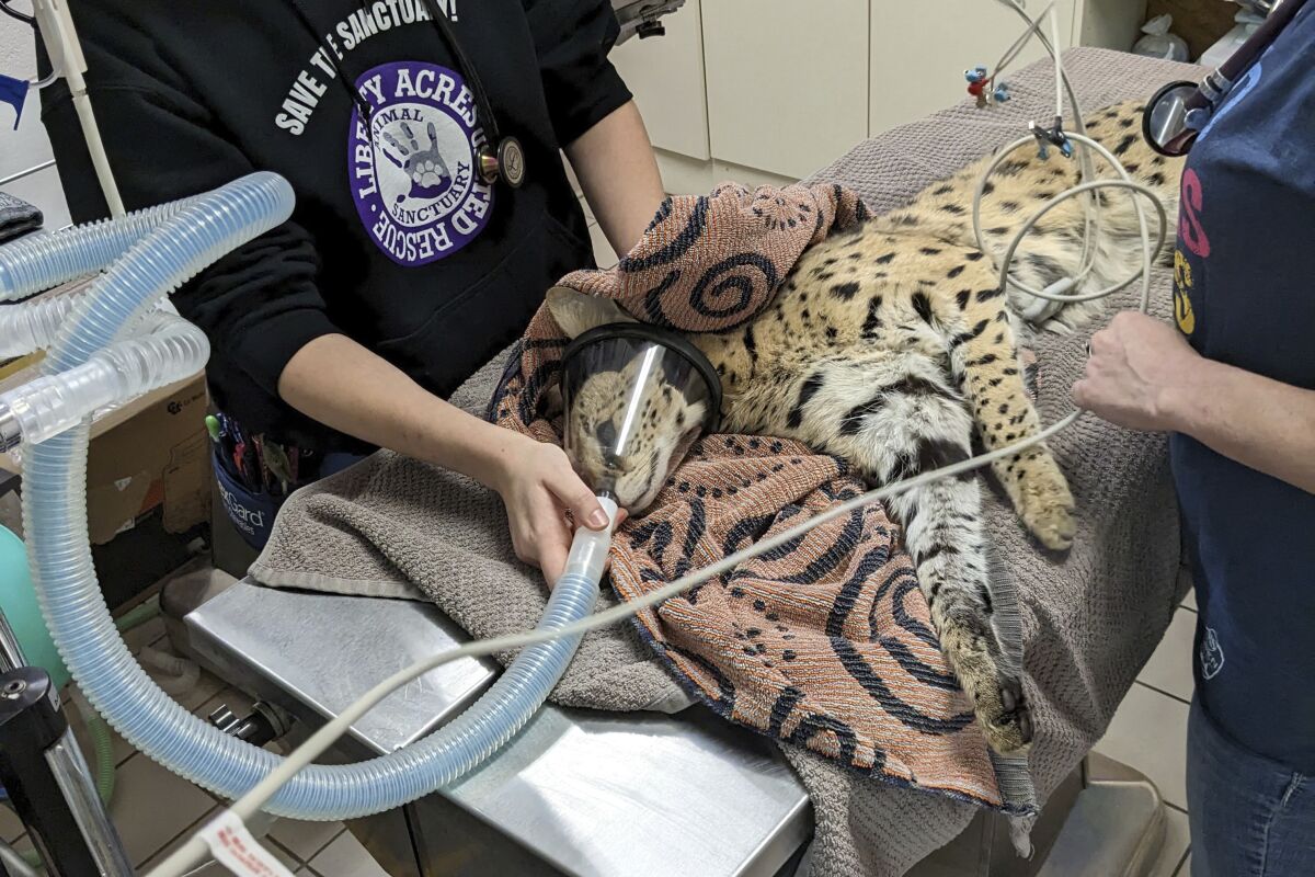A serval is treated in January after it was found to have cocaine in its system in Cincinnati.