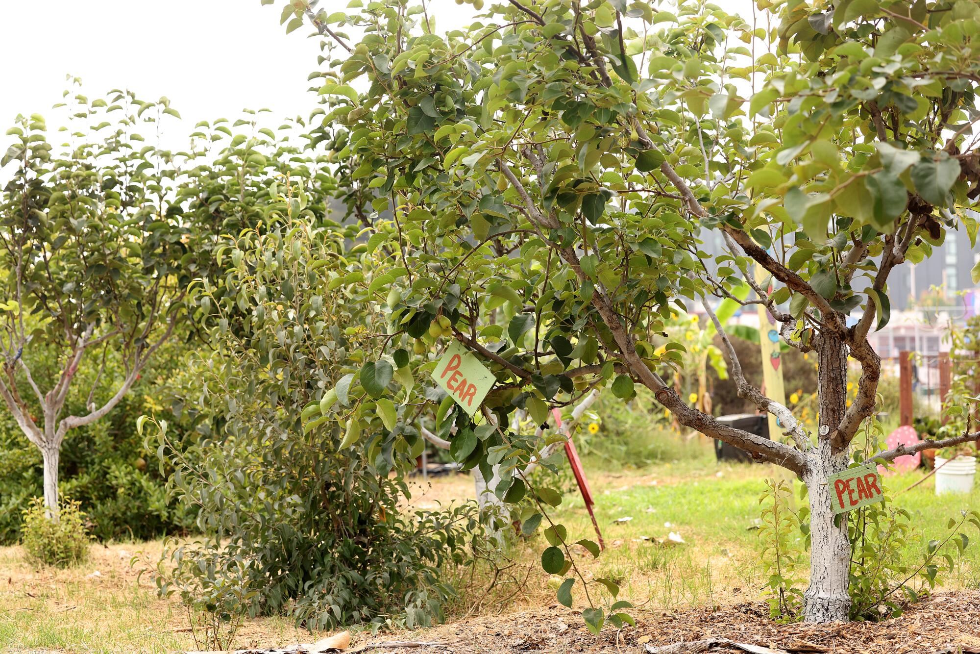 Signs reading "Pear" hang from trees.