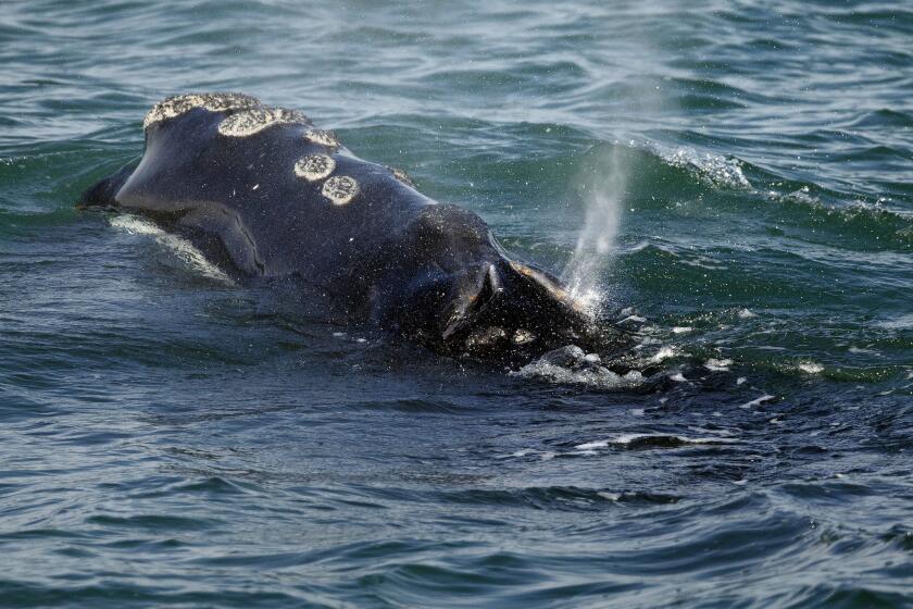 FILE - A North Atlantic right whale feeds on the surface of Cape Cod bay off the coast of Plymouth, Mass., March 28, 2018. A coalition of environmental groups is calling on the federal government to enact emergency rules to protect a vanishing species of whale from lethal collisions with large ships. The groups filed their petition with the National Oceanic and Atmospheric Administration on Sept. 28 in an effort to protect the North Atlantic right whale. (AP Photo/Michael Dwyer, File)