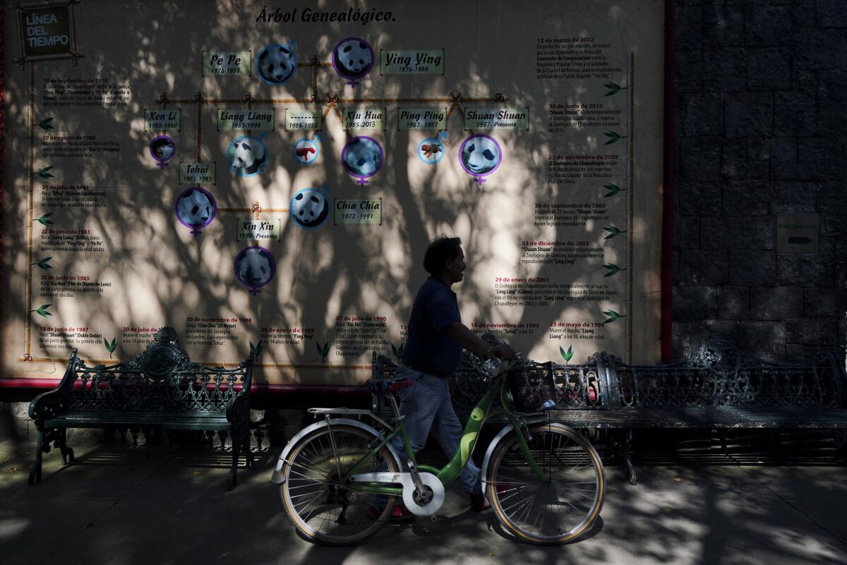 A visitor walks a bike in front of a mural that illustrates the family tree of Xin Xin.