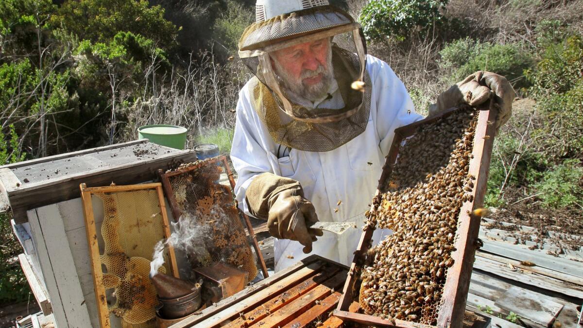 Brother Blaise Heuke, a Benedictine monk at Oceanside's Prince of Peace Abbey, photographed in 2015 checking the beehives he tended for more than 40 years. He passed away June 21 at the abbey. He was 80.