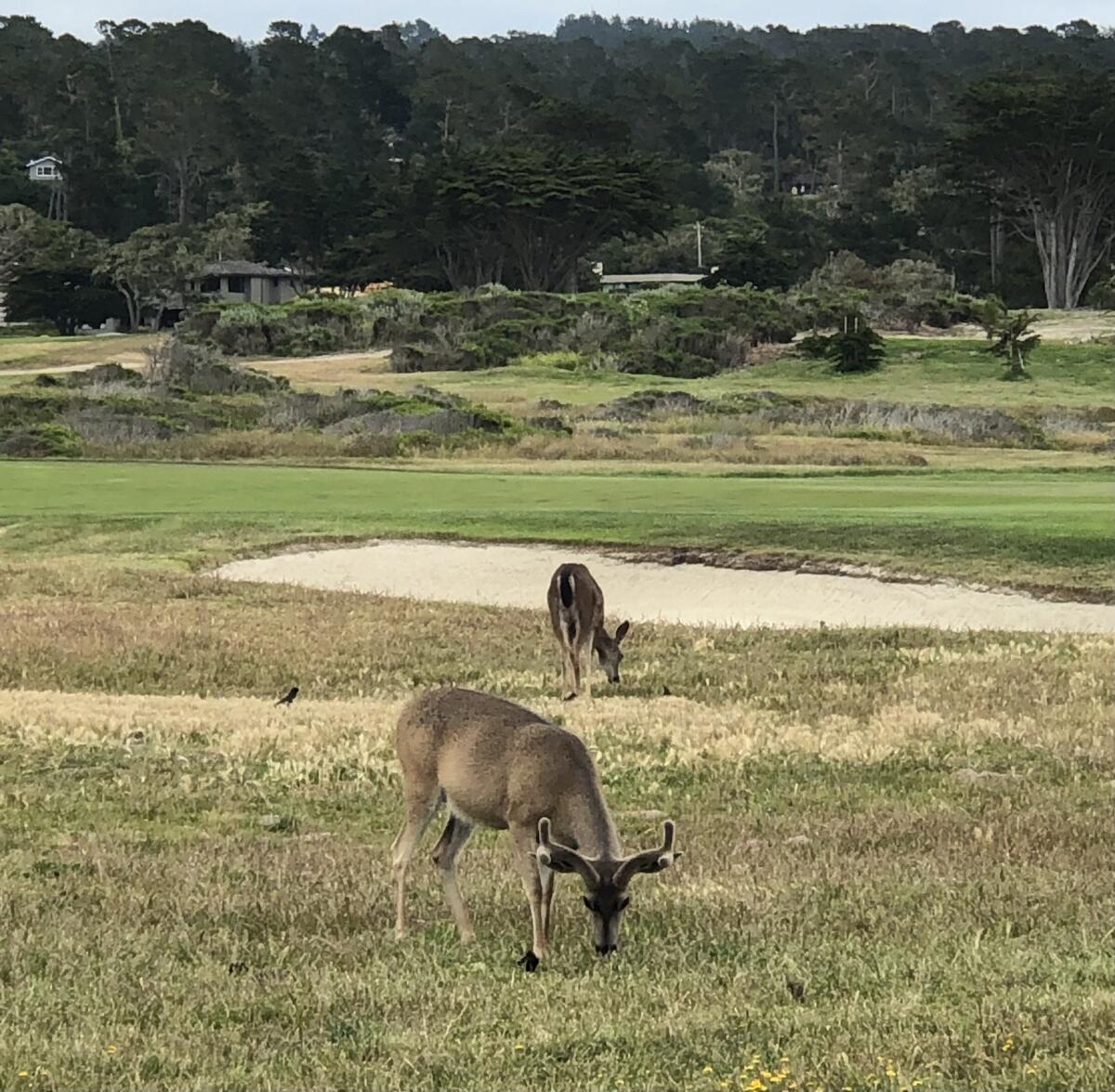 Deer graze along the edge of a golf course in Pebble Beach.