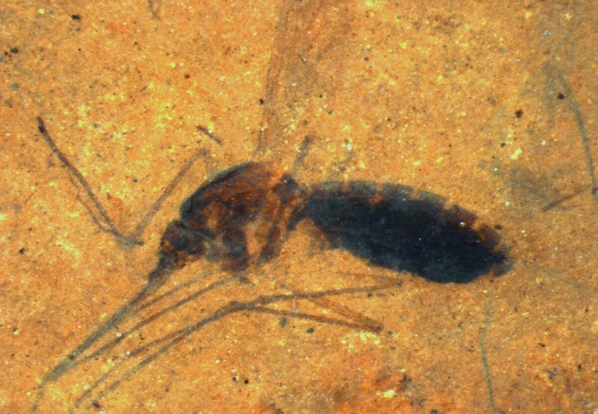 Scientists studied the last meal of a 46-million-year-old female mosquito fossilized in a paper-thin piece of shale.