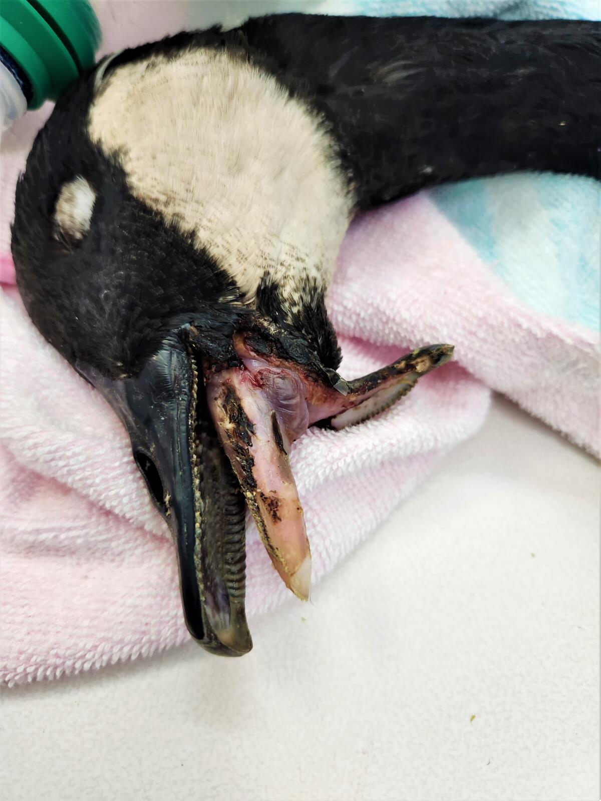 A waterfowl found in Mile Square Park and brought in to the Wetlands & Wildlife Care Center in Huntington Beach.