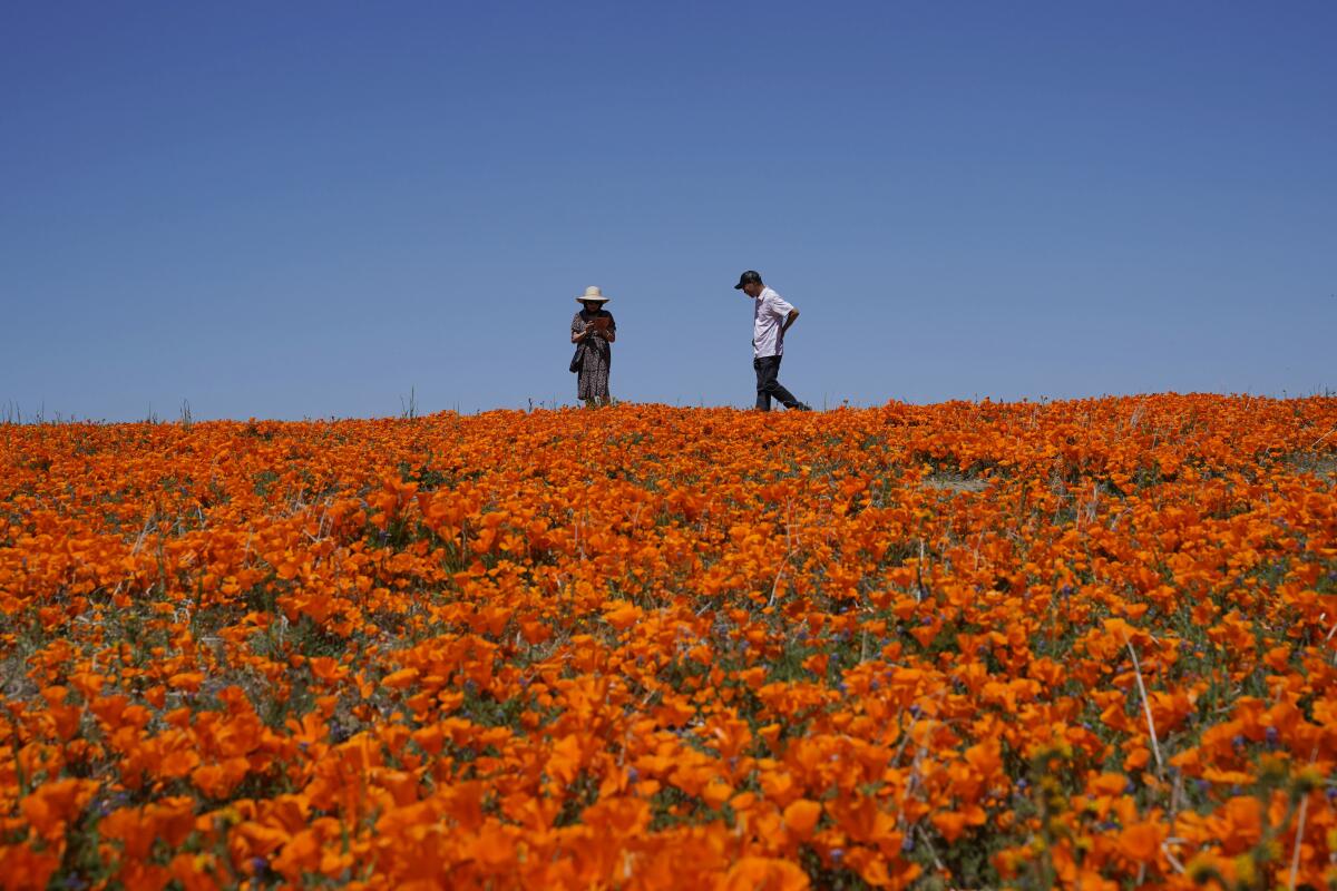 Personas caminan sobre una colina cubierta de flores cerca de la Reserva de Amapolas del Valle Antelope