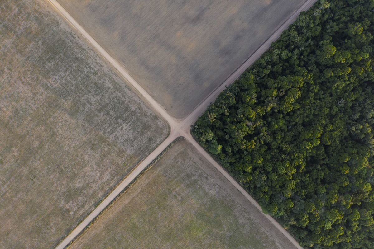 An aerial view of soybean fields claimed from adjoining rainforest in Brazil.