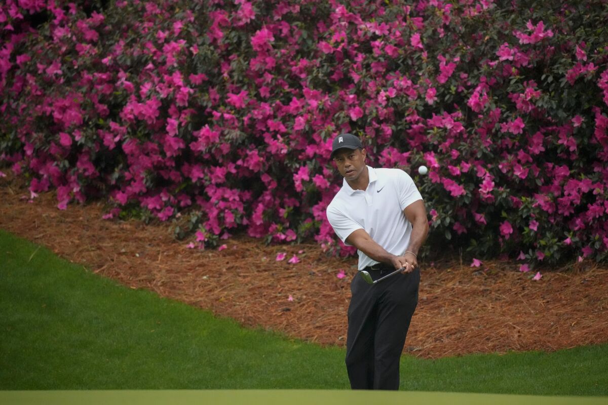Tiger Woods chips to the green on the 13th hole during a practice round for the Masters golf tournament on Wednesday, April 6, 2022, in Augusta, Ga. (AP Photo/Charlie Riedel)