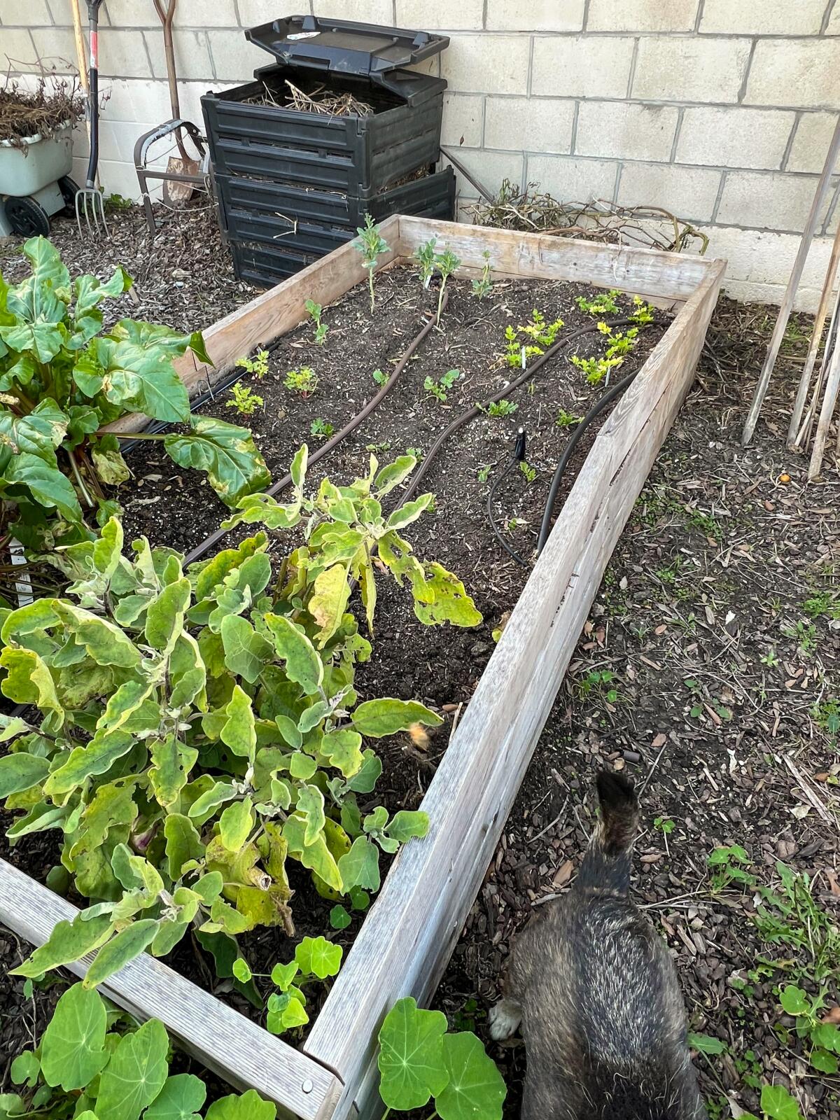 A raised bed only half full of compacted soil with a few vegetables that need to be removed to refill the box.