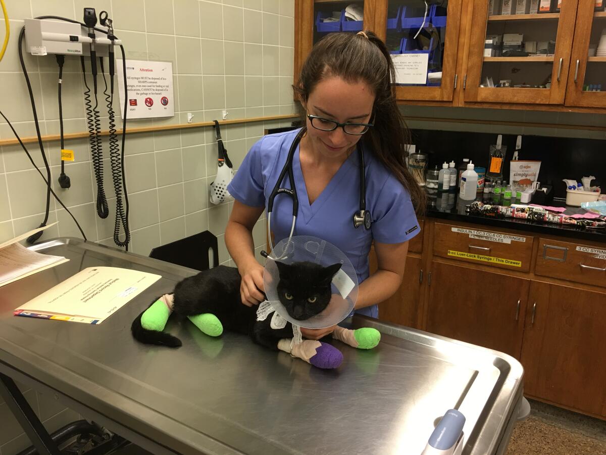 A person in scrubs holds a black cat with bandaged paws on a metal table.