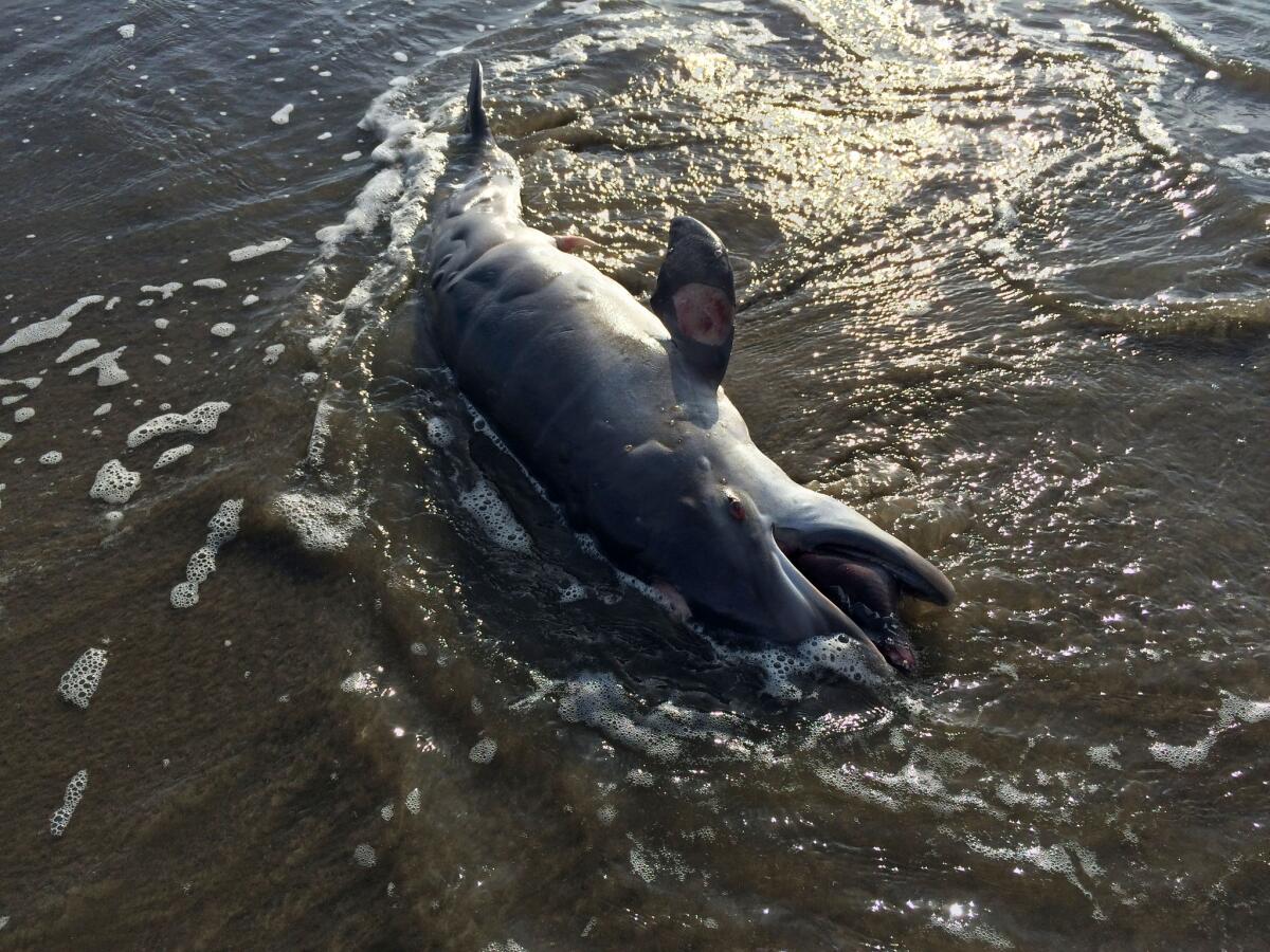 A dead dolphin washes ashore in Grand Isle, La., this month. National Oceanic and Atmospheric Administration scientists say there are links between BP's catastrophic 2010 oil spill and a spate of dolphin deaths.