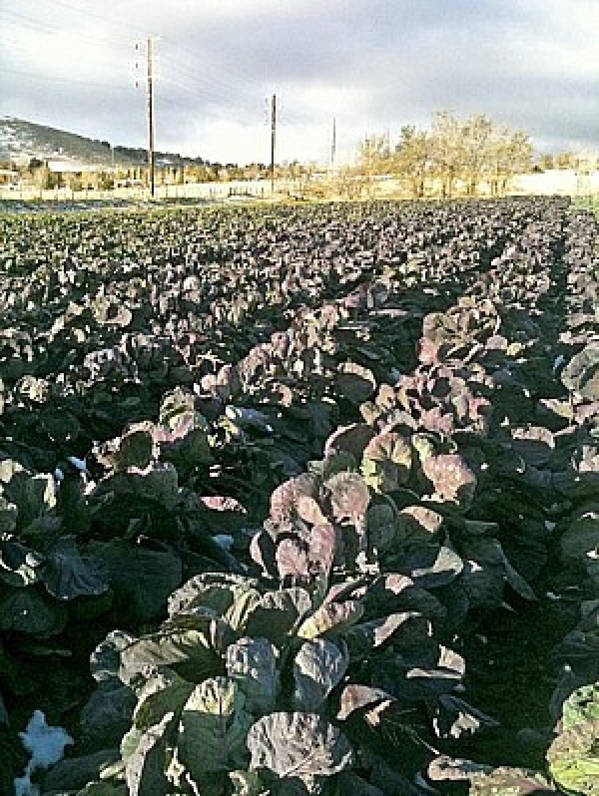 Rubine red brussels sprouts grown by Weiser Family Farms in Tehachapi, Calif.