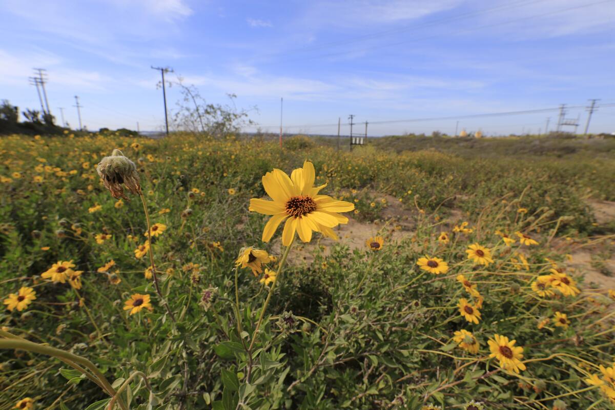 Encelia, a native shrub and part of the coastal sage scrub plant community, blooms.