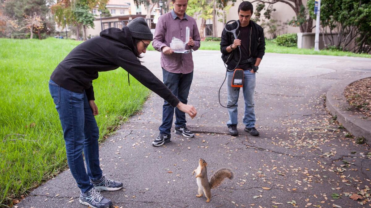 From left, doctoral student Mikel Delgado, alumnus Daniel Petrie and undergraduate Aryan Sharif scan the UC Berkeley campus for caches of nuts buried by squirrels in their study.