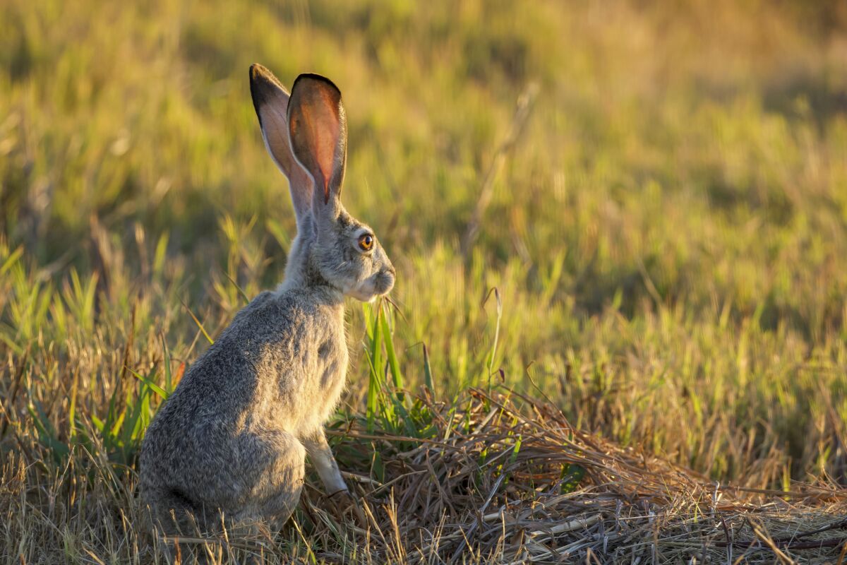 A jackrabbit stops to take in the setting sun at the Sacramento National Wildlife Refuge.