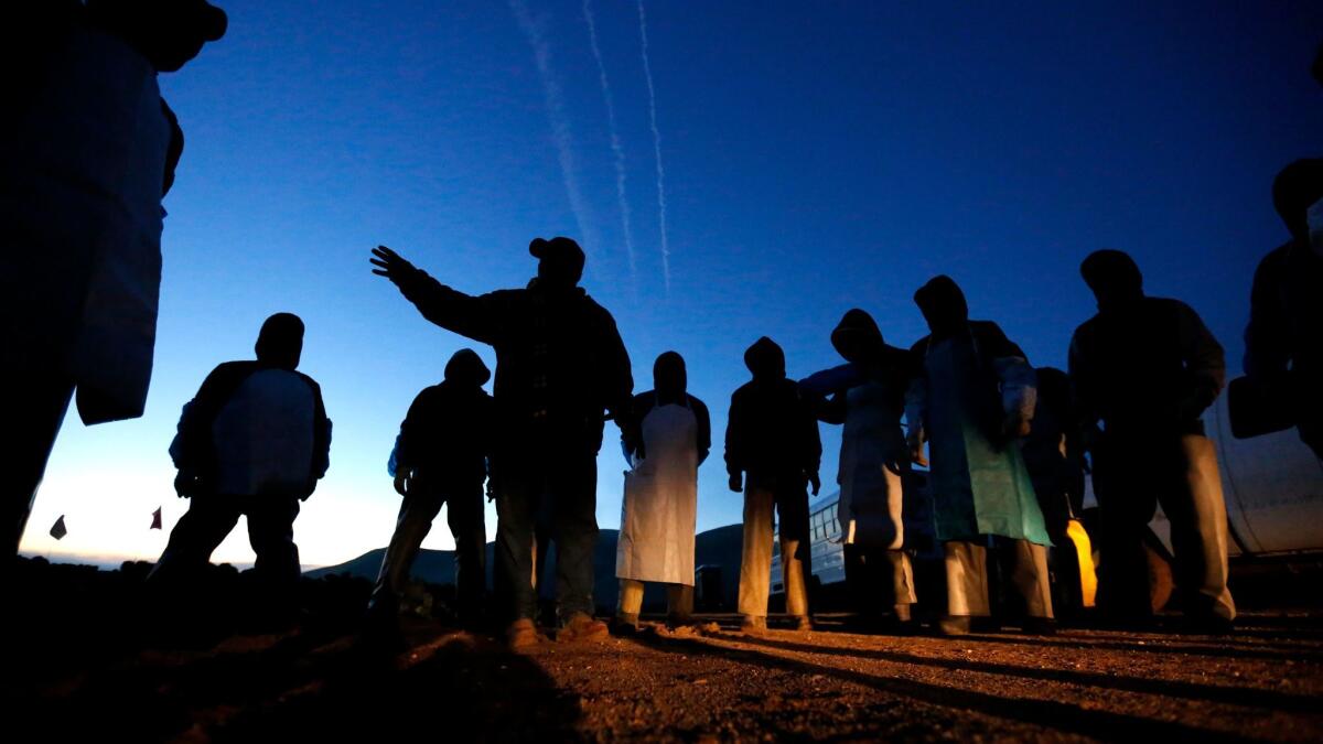 Seasonal agricultural workers get instructions from a crew leader before picking cauliflower on a farm in Greenfield, Calif. With fewer crop workers migrating from Mexico in recent years, the average age of farmworkers in the U.S. is now 45.