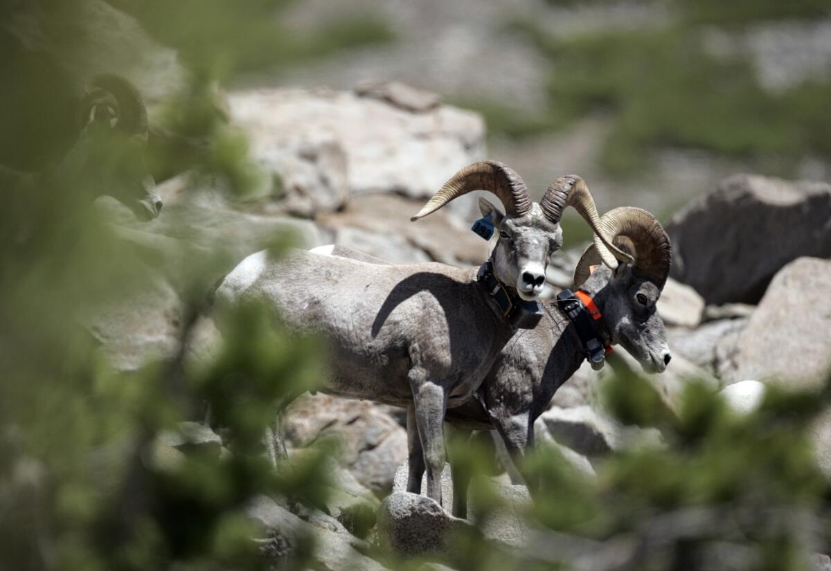 A pair of Sierra Nevada bighorn sheep.