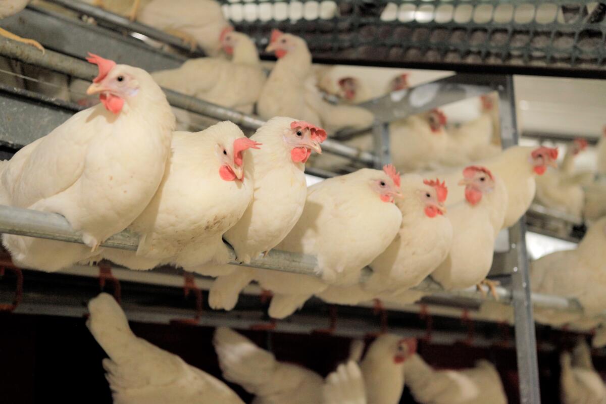 Pollos en un recinto sin jaulas en una granja avícola en Iowa. 