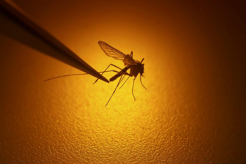 Salt Lake City Mosquito Abatement District biologist Nadja Reissen examines a mosquito in Salt Lake City.