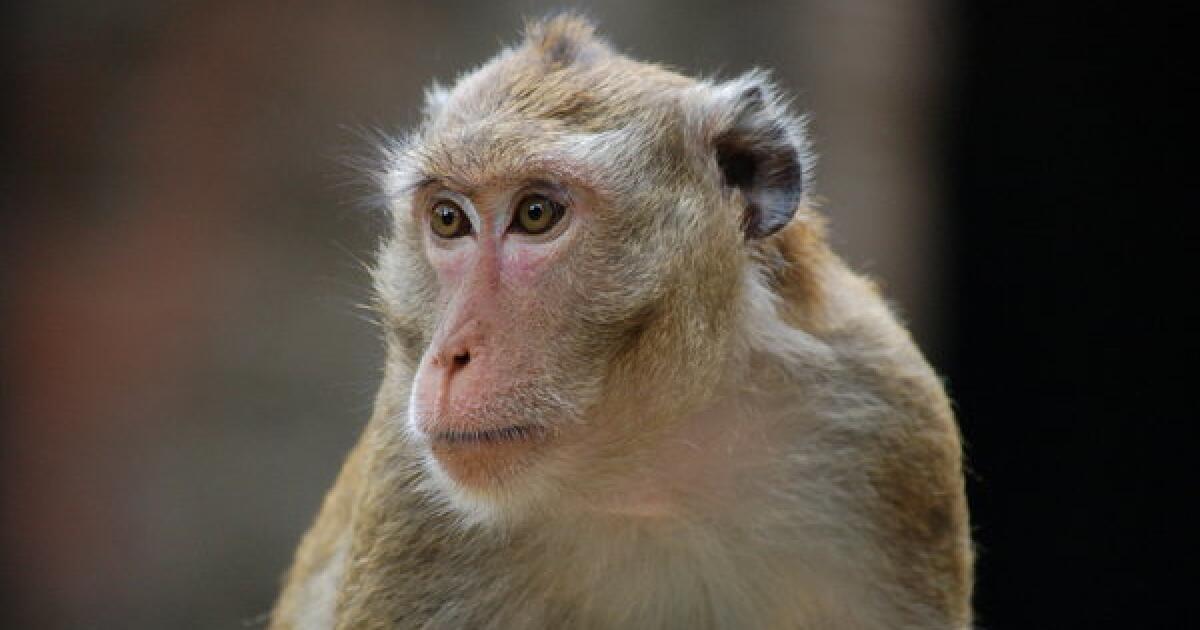 Greedy killer monkeys found eating large rats in Malaysia, leaving  scientists 'stunned