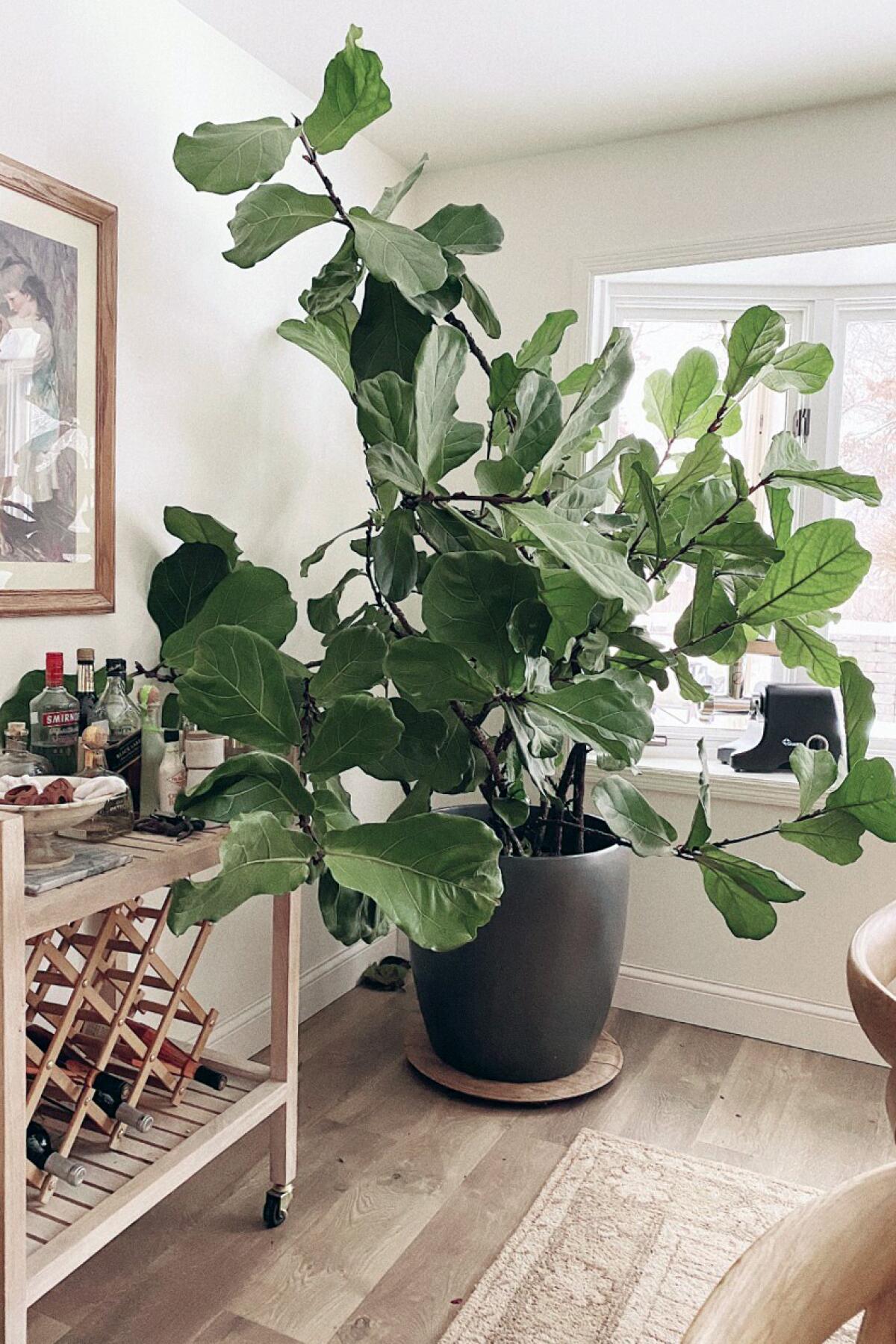 Greenery Unlimited  Fiddle Leaf Fig Care