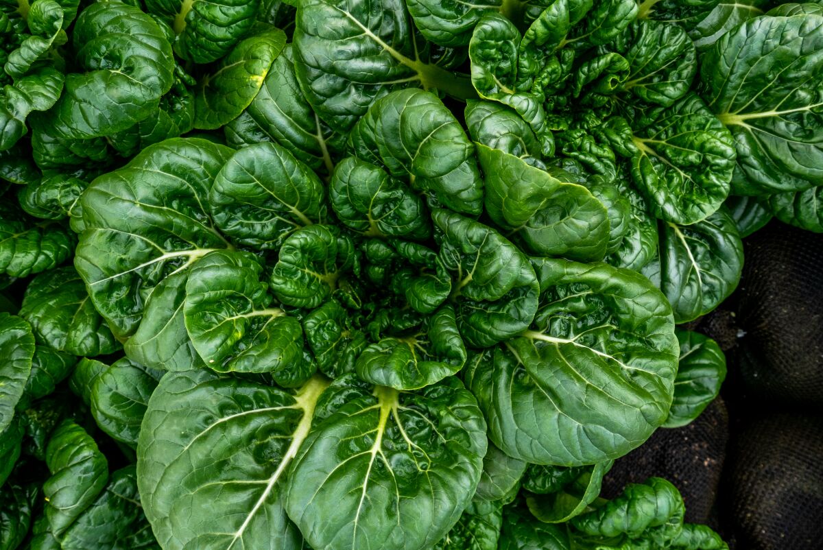 A close-up of a green leafy vegetable