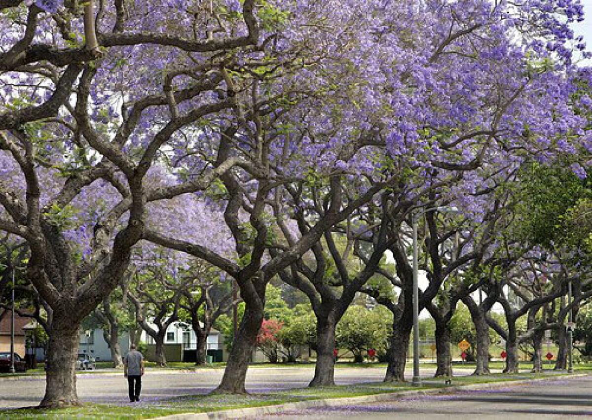 Jacaranda trees