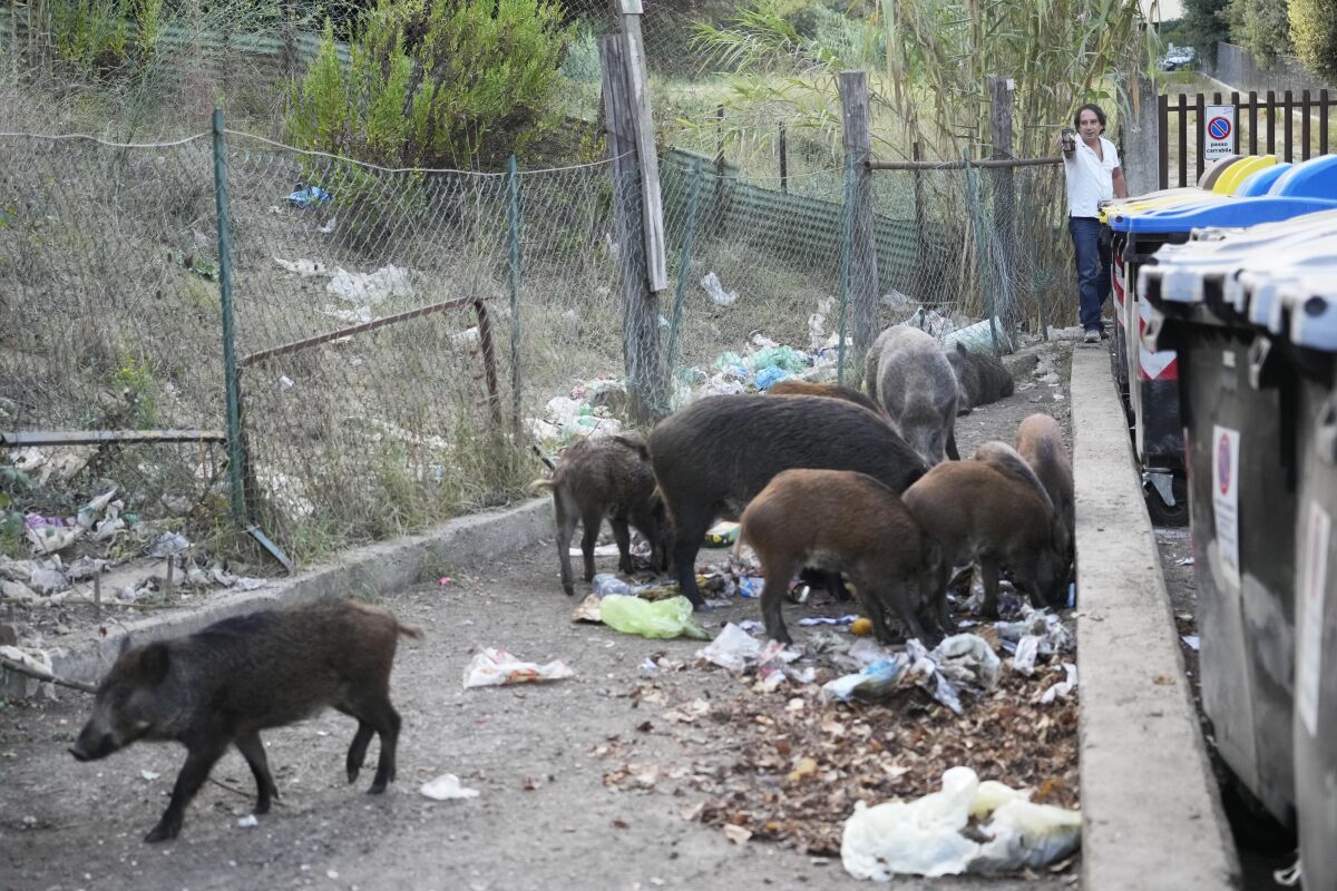 Wild boars eat garbage near trash bins