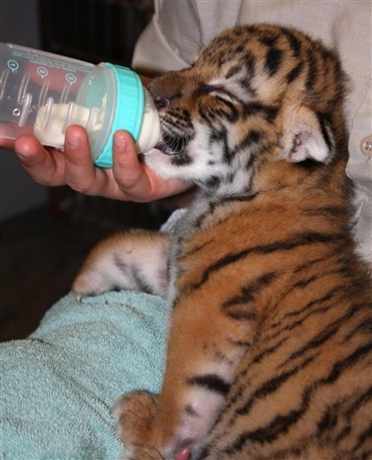 Baby tigers born at the Minnesota Zoo