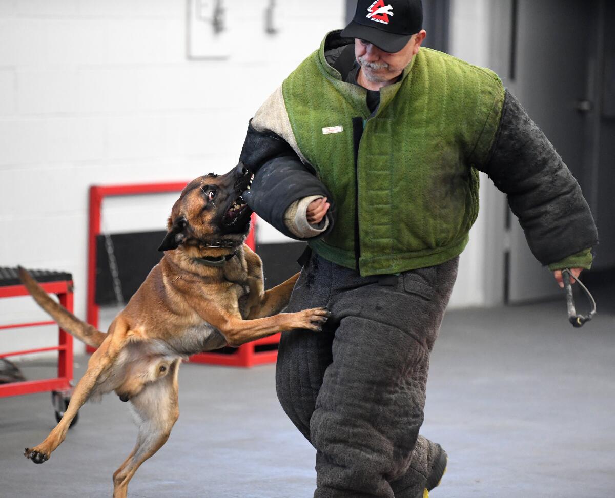 A dog jumps up and bites a trainer wearing a protective sleeve during training.