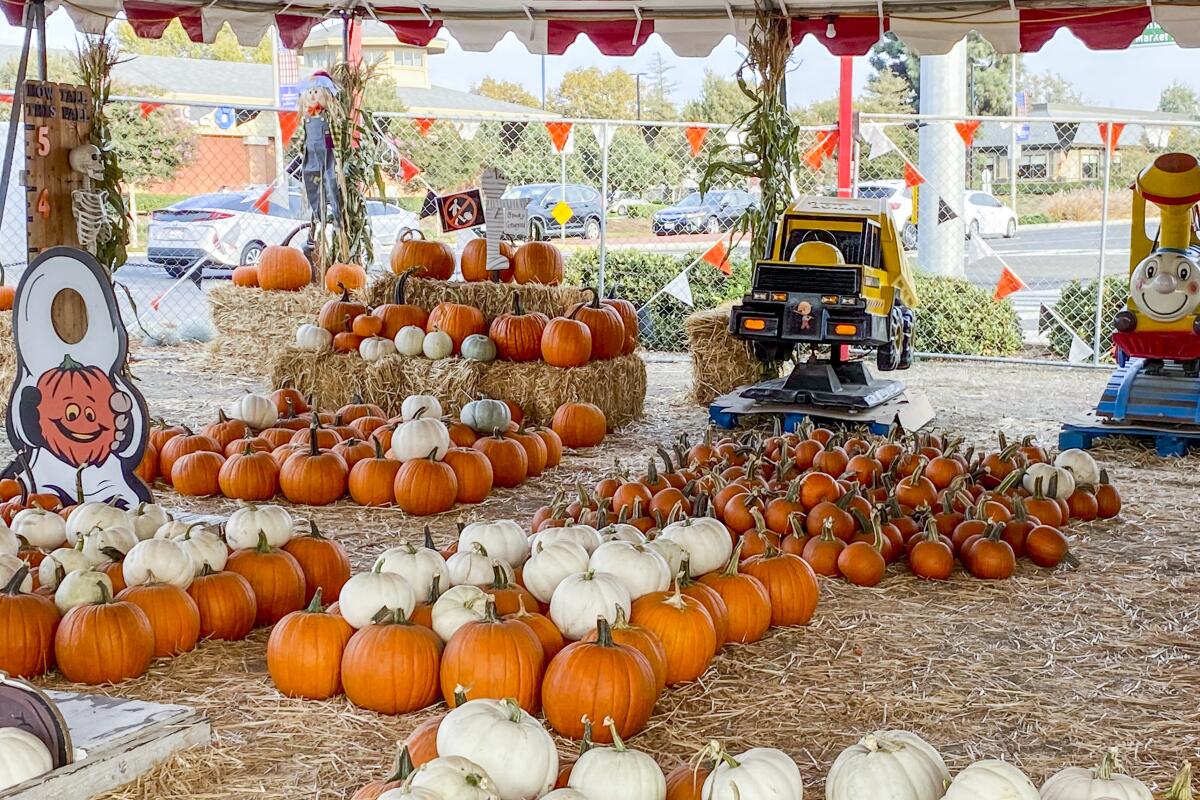 Pumpkins at Whittier Pumpkin Patch.