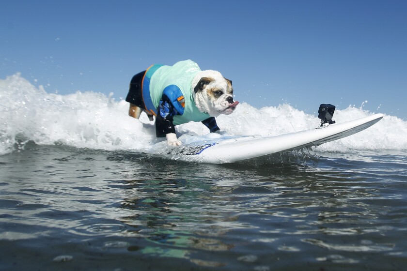 Rothstein, an English bulldog surfs in the medium division of the Helen Woodward Animal Center's 