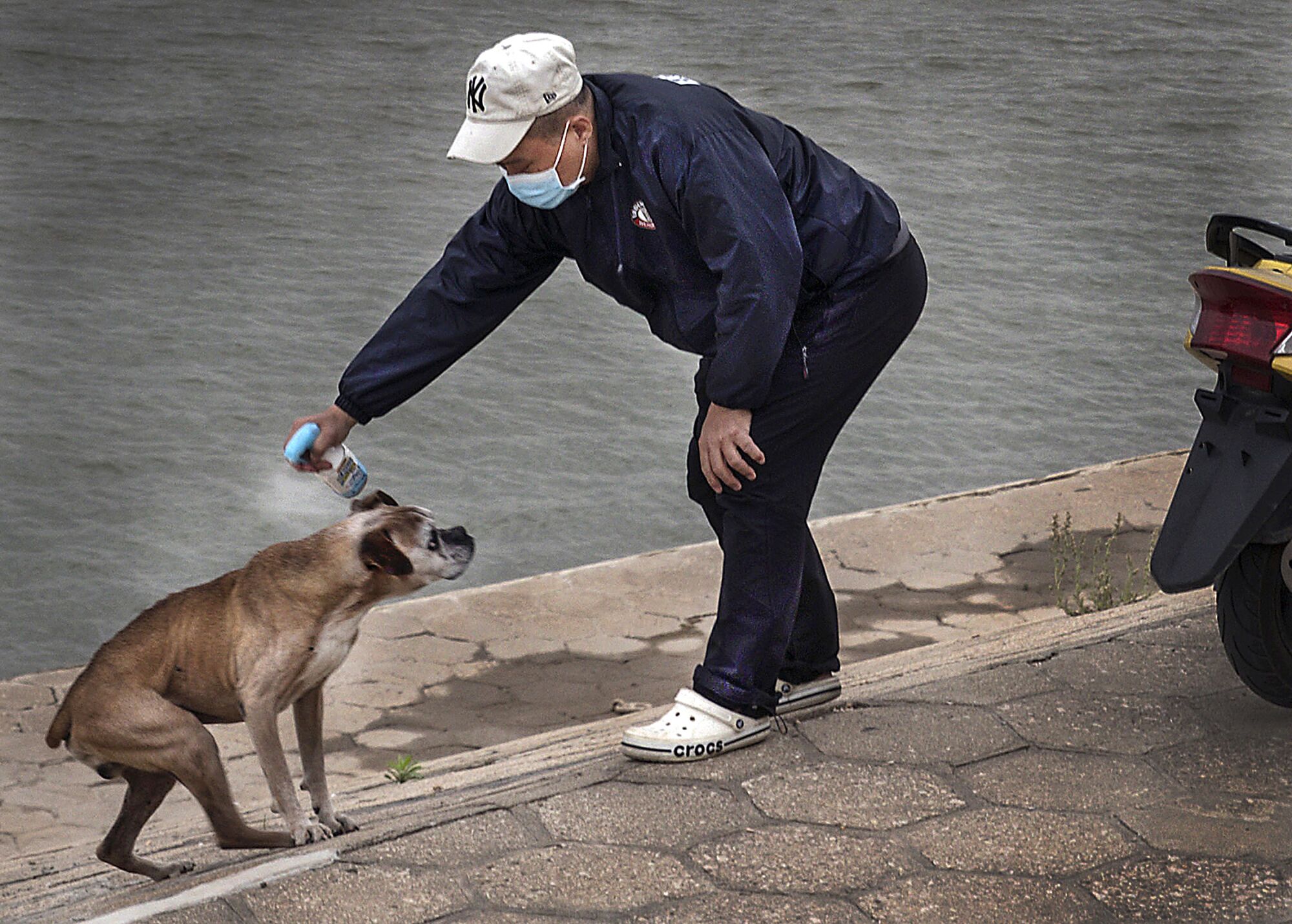 CHINA: An owner squirted his dog with alcohol nearby Yangtze river on April 17, 2020 in Wuhan, Hubei Province, China.the government started lifting outbound travel restrictions on April 8 from Wednesday after almost 11 weeks of lockdown to stem the spread of COVID-19.