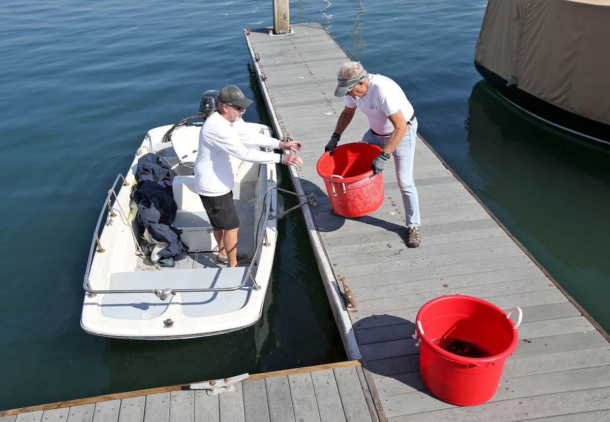 Mike Berdine, left, and Jim Updike load buckets of juvenile white sea bass Wednesday for transport to grow-out pens on a floating barge in Newport Harbor. It's part of a research and population enhancement project in partnership with the Hubbs-SeaWorld Research Institute.