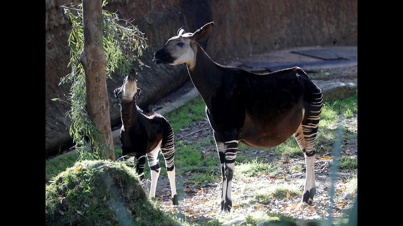 Photo Gallery: Female baby Okapi makes media debut at Los Angeles Zoo