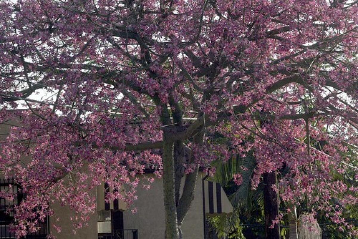 STAR POWER: A floss silk tree in Silver Lake dazzles with its shows off a canopy of vivid orchid-like blossoms on a street in Silver Lake. This bloom season has been a standout for the trees in Southern California.