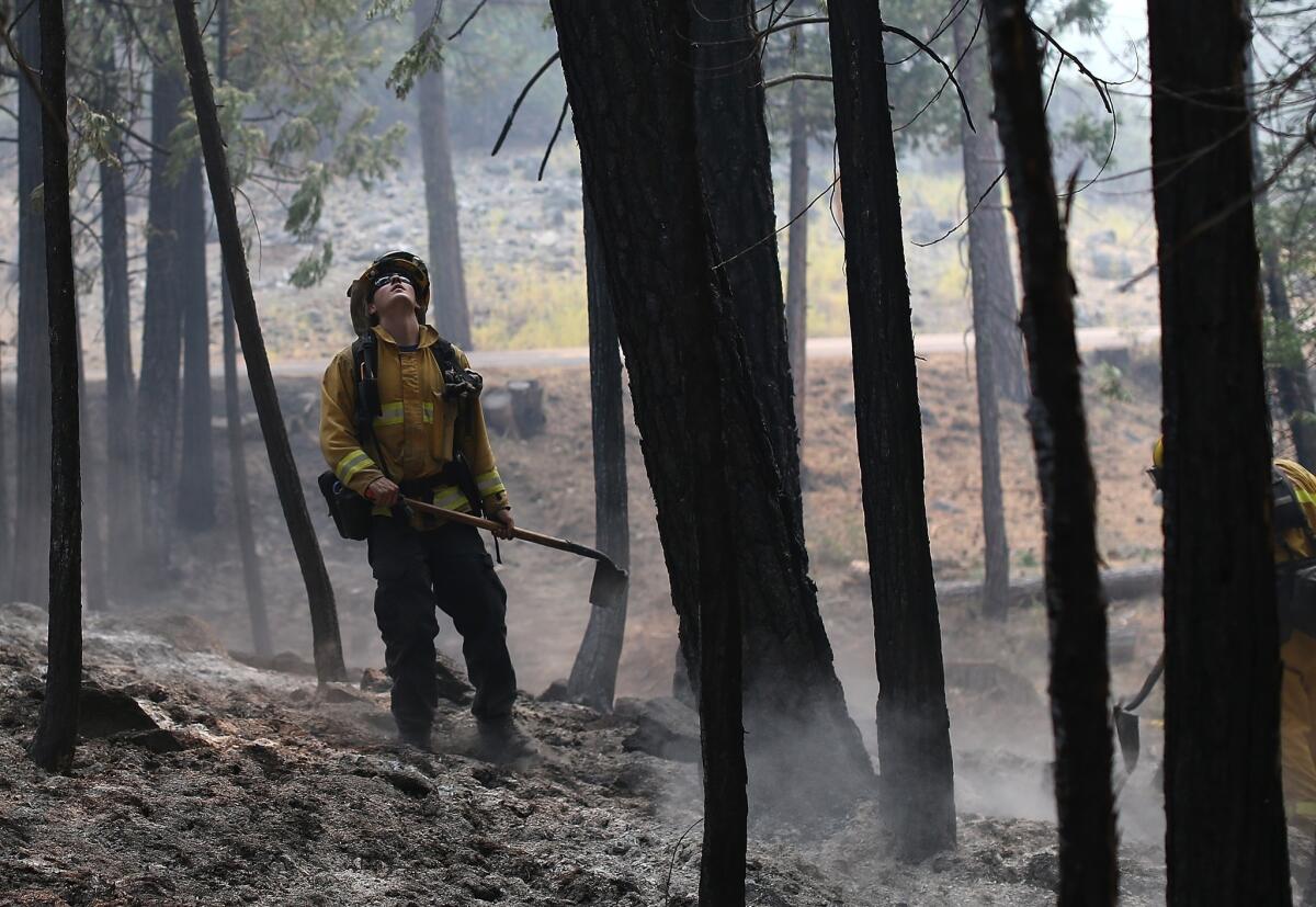 A Tuolumne County firefighter looks up at burned trees as he mops up hot spots from a back fire on Friday.