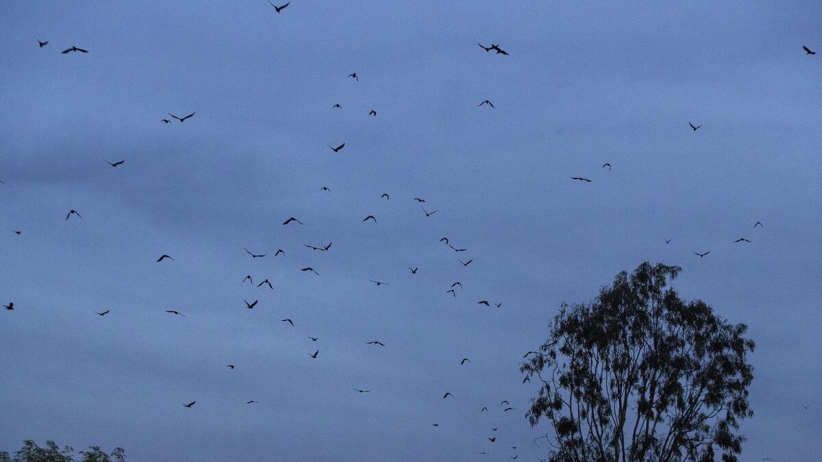 A group of crows flies toward John Wayne Airport at sunset March 7.