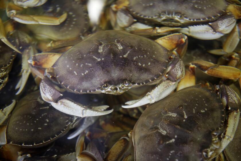 FILE - In this Nov. 16, 2018 file photo, Fresh Dungeness crabs fill a tank at the Alioto-Lazio Fish Company at Fisherman's Wharf in San Francisco. The commercial Dungeness crab fishing season in the San Francisco Bay Area has begun after a monthlong delay. Crab fishermen started hauling in the wiggly crustaceans Sunday, Dec. 15, 2019, in time for the holiday season. (AP Photo/Eric Risberg, File)