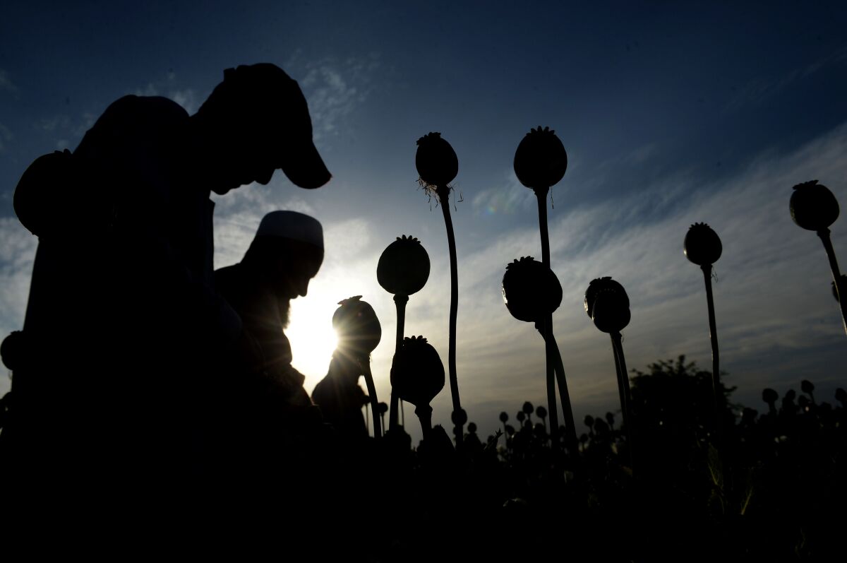 Afghan farmers seen in silhouette harvesting opium gum