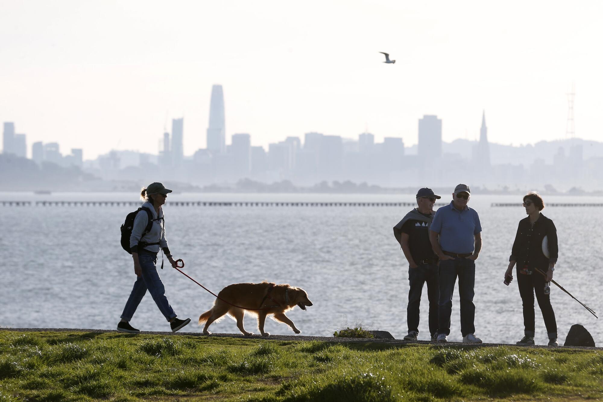 A person walks a dog while others enjoy the scenery at a bay-side park, with the San Francisco skyline in the background. 